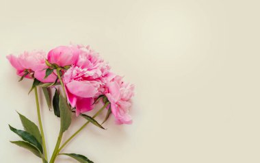 Fotokopi alanı olan pembe şakayık çiçeklerinin üst görüntüsü. Çiçek arka planı.