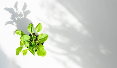 Aydınlık ve gölgeli çömlek, minimalizm konsepti. Ev bitkileriyle yeşillendirme.