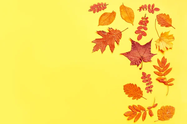 Pattern of autumn colorful leaves, yellow leaves, yellow background, lay flat, the top view — Stock Photo, Image