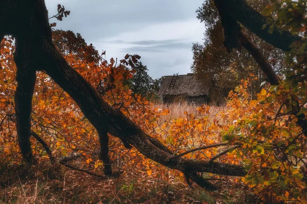 Dřevěné venkovské domy ve staré vesnici. Mračný podzimní den ve vesnici na venkově. — Stock fotografie