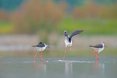 Göldeki siyah kanatlı Stilt kuşlarının beslenme anı. (Himantopus himantopus).