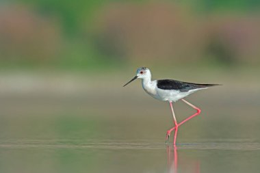Siyah kanatlı Stilt gölde yiyecek arıyor. (Himantopus himantopus)