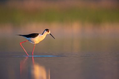 Kara kanatlı Stilt (Himantopus himantopus himantopus) gün doğumunda gölde yiyecek arıyor..
