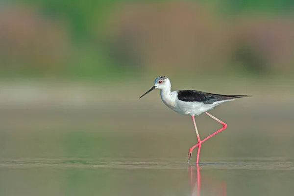 Siyah kanatlı Stilt gölde yiyecek arıyor. (Himantopus himantopus)