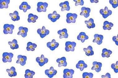 Minik mavi çiçekler Veronica Polita arka planı.