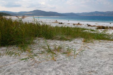 Salda Gölü kıyısında büyüyen bitkiler, dağ ve göl manzarasının önünde..