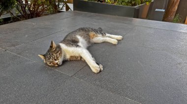 Bir tekir kedi beton zeminde yatıyor ve dinleniyor..