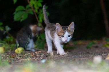 Karanlık bir zeminde yürüyen meraklı bir kedi yavrusu.