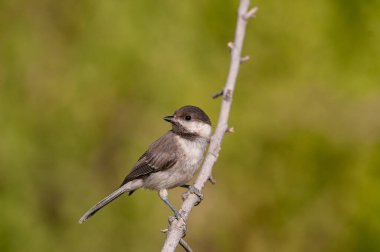 The small bird perched on a branch against a green background is the Sombre Tit, Poecile lugubris.