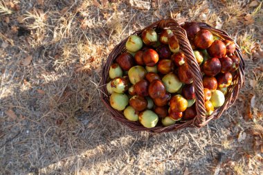 Sonbaharda toplanan dikenli böğürtlenlerle dolu bir hasır sepet. Doğal ve sağlıklı beslenme.