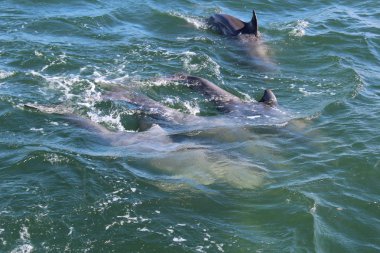 Yunuslar okyanus Port Aransas Texas 2