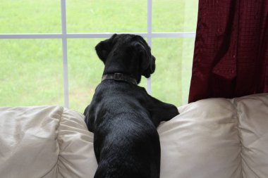 Siyah Labrador Retriever Köpek Yavrusu Pencereden Dışarı Bakıyor