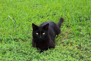 Çimlerde siyah kedi