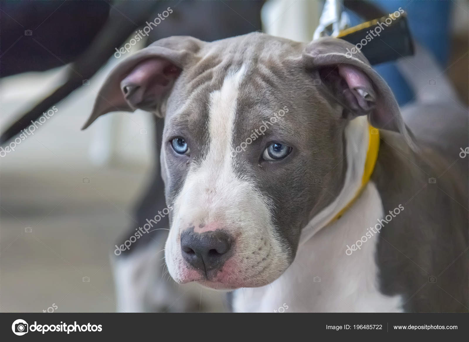 american stafford terrier blue