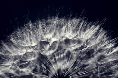 siyah ve beyaz güneş ışığında karahindiba