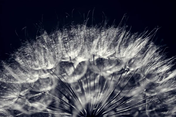 siyah ve beyaz güneş ışığında karahindiba