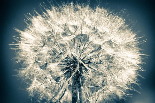 siyah ve beyaz güneş ışığında karahindiba