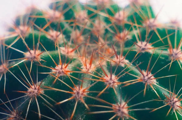 green cactus on a white background