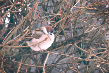 serçe dallar yaprakları olmadan