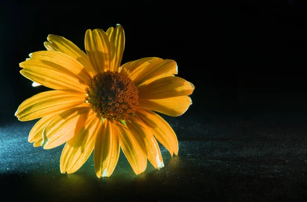 Siyah Arka Plan Üzerinde Çiçek Çiçek Arkadan Aydınlatmalı Makro Çiçek — Stok fotoğraf