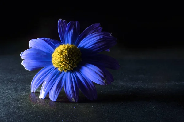 Beautiful blue flower on black background. flower backlit. macro flower night
