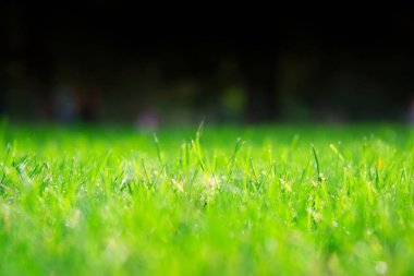 sulu çimenler, güzel çimenler, parlak renkler..