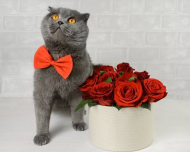 Gri kedi kırmızı gül ile