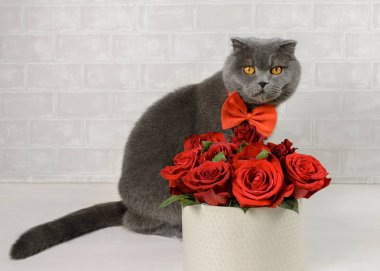 Gri kedi ile kırmızı gül buketi