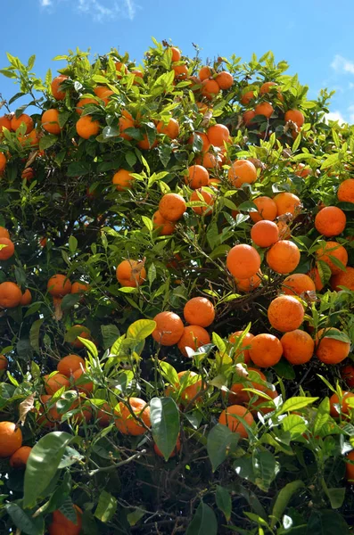 Dużo Pomarańczowych Mandaryny Drzewie Niebo — Zdjęcie stockowe
