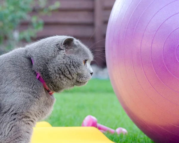 Grey Cat Doing Fitness Yoga Yoga Mat Lawn Using Purple — Stock Photo, Image