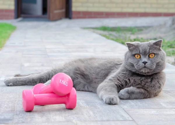 a grey cat in a pink collar lays in the yard
