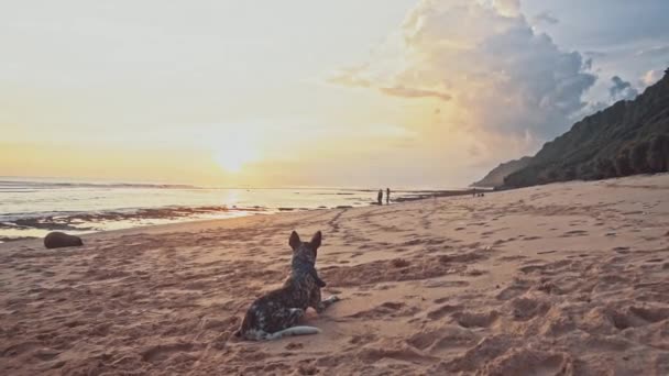 Un buen perro amable yace en la playa al atardecer, meneando su cola, mirando a la distancia. Mar verano vacaciones viaje concepto — Vídeo de stock