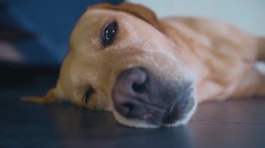 Red Labrador yerde yatan sahibini beklerken üzgün.