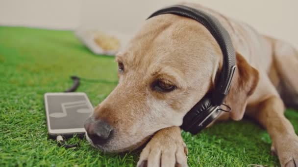 Собака користується планшетом у бібліотеці, слухаючи музику на навушниках — стокове відео