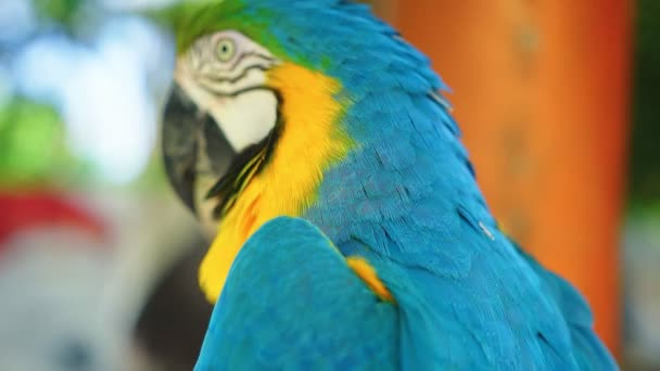 Niebiesko-żółta papuga Macaw siedzi na gałęzi, pławi się w słońcu — Wideo stockowe