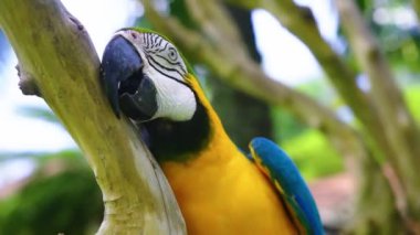 Mavi ve sarı papağan bir dala oturmuş, güneşin tadını çıkarıyor.