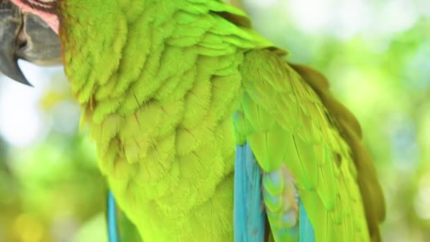 Barevný portrét zeleného papouška velkého zeleného Macawa proti džungli. — Stock video