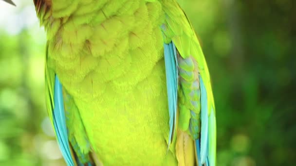 Ritratto colorato di pappagallo verde Grande Ara Verde contro la giungla. — Video Stock
