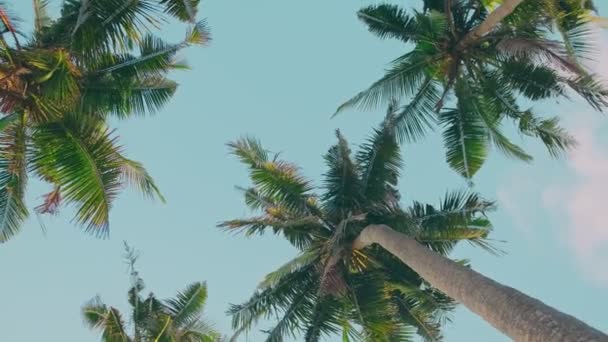 Vista inferior del brote de hermosas palmeras con cocos en la isla tropical — Vídeos de Stock