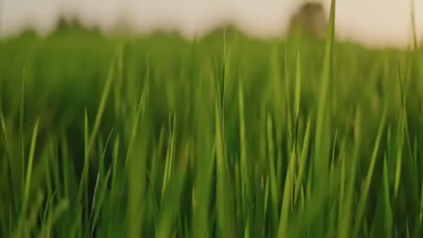 Groen gras rijst veld uitzicht over zonsopkomst of zonsondergang hemel achtergrond — Stockvideo