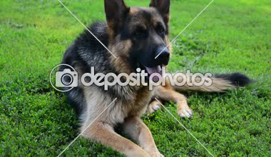 Alman çoban köpeği onun dilini yapışmasını yeşil çim üzerinde yalan