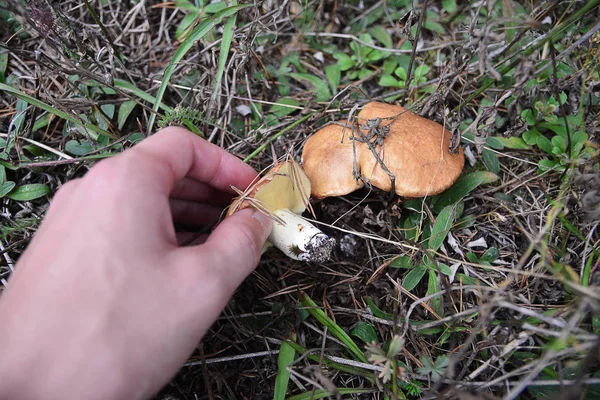 在森林里收集蘑菇 从第一人称 — 图库照片