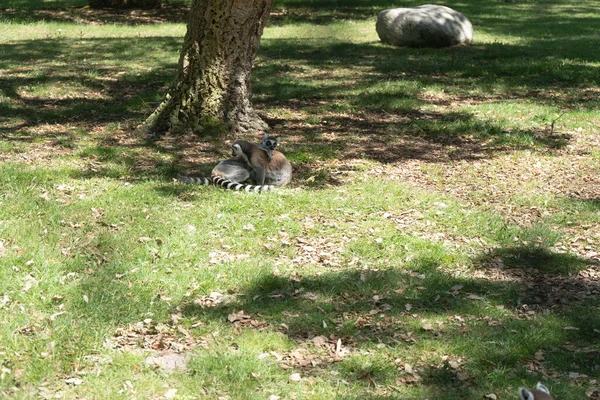 Labenne Hayvanat Bahçesinde Kucaklayan Maymunlar Macro Anı