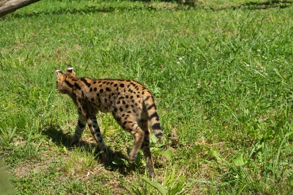 Serval Walking Away Back View Labenne Hayvanat Bahçesinde