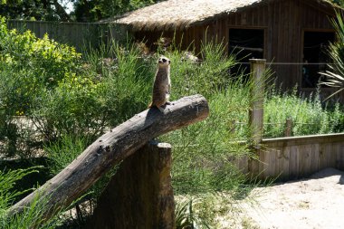 Labenne Hayvanat Bahçesi 'nde bir kütüğün üzerinde duran Meerkat' ı uyar