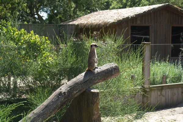 Labenne Hayvanat Bahçesi 'nde bir kütüğün üzerinde duran Meerkat' ı uyar