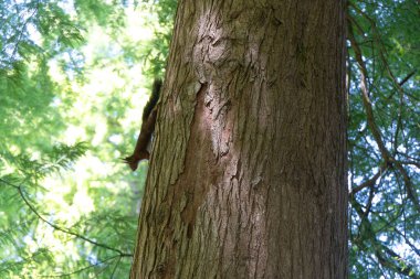 Sincap Pointe des Vergnes Parkı 'nda ağaçtan aşağı iniyor.