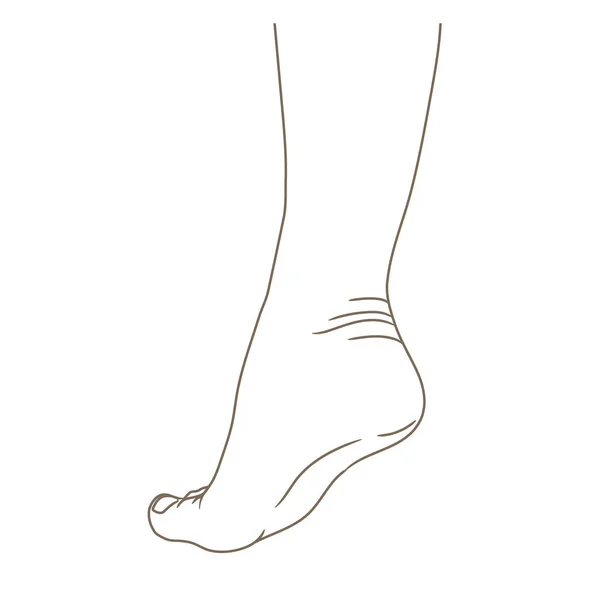 Ženské Nohy Naboso Boční Pohled Vektorové Ilustrace Ručně Tažené Kreslený — Stockový vektor