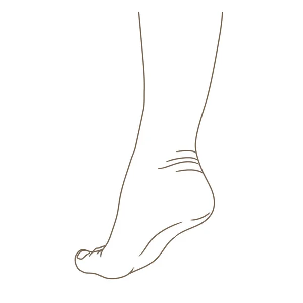 Jambes Féminines Pieds Nus Vue Latérale Illustration Vectorielle Dessin Animé — Image vectorielle