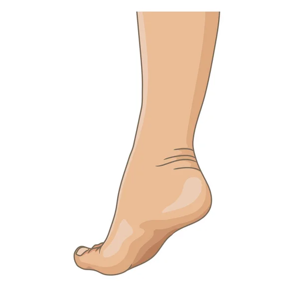 女性足裸足 側面ビュー ベクトル イラスト 描き下ろし漫画のスタイルは白で隔離を手 — ストックベクタ